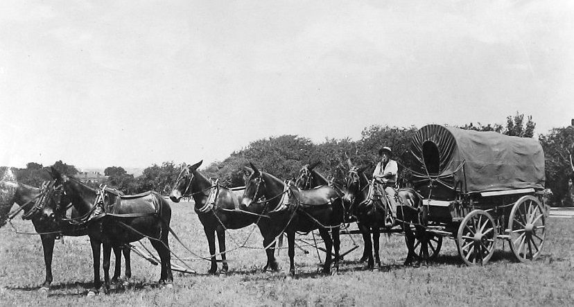 Model 1858 six-mule army wagon team with driver riding near wheel mule